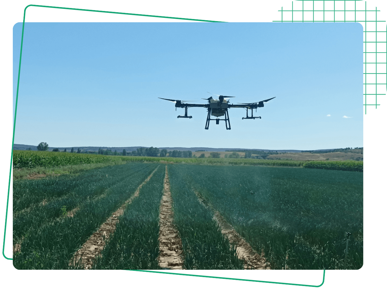 Aplicación de fitosanitarios con drones para ahorro de materia activa en agricultura